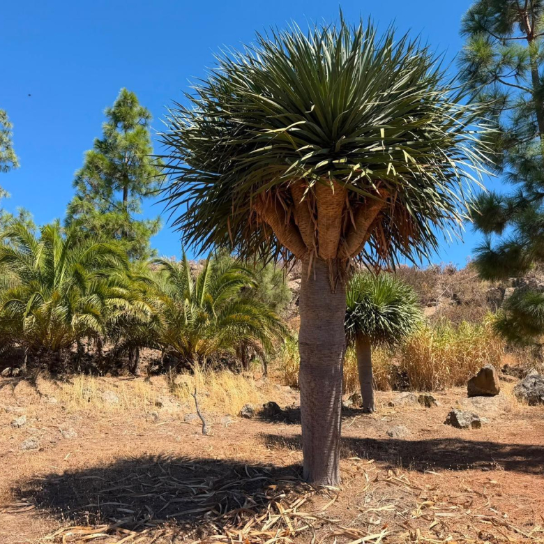 Finca de ensueño con casa rústica y piscina privada cerca de Ingenio