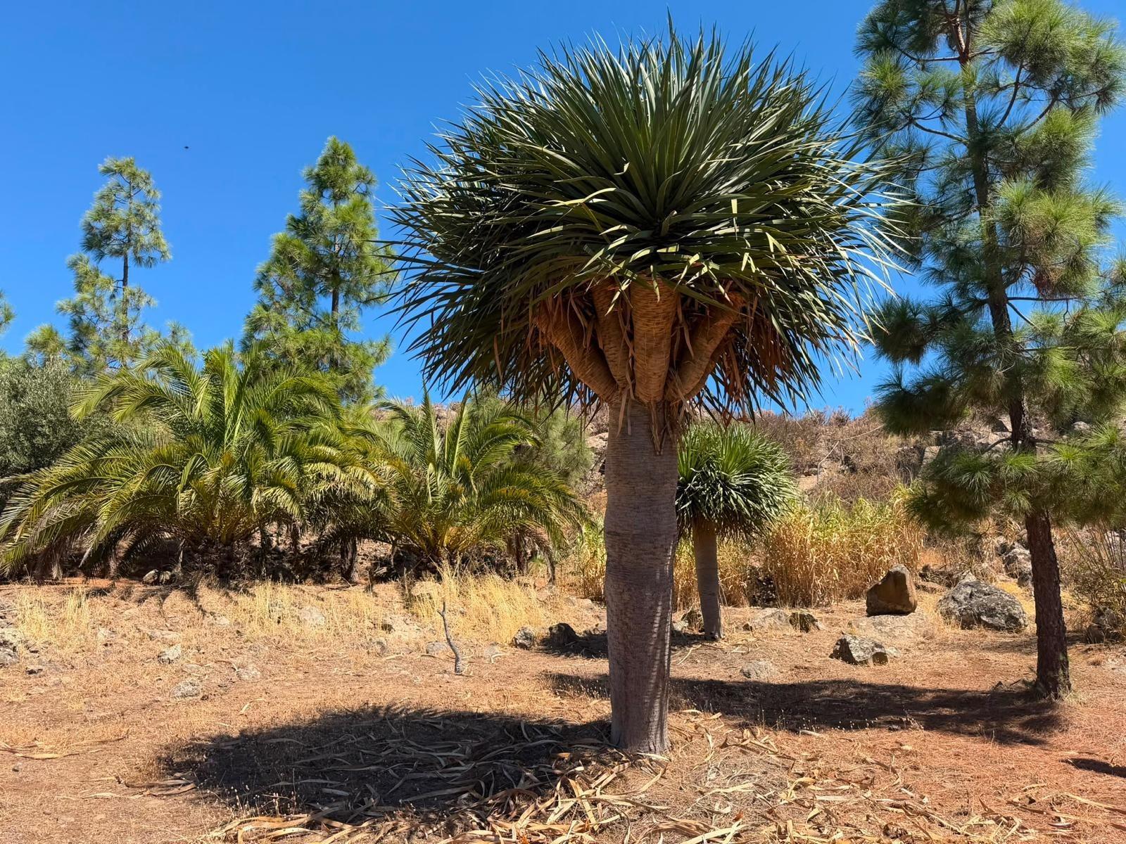 Finca de ensueño con casa rústica y piscina privada cerca de Ingenio