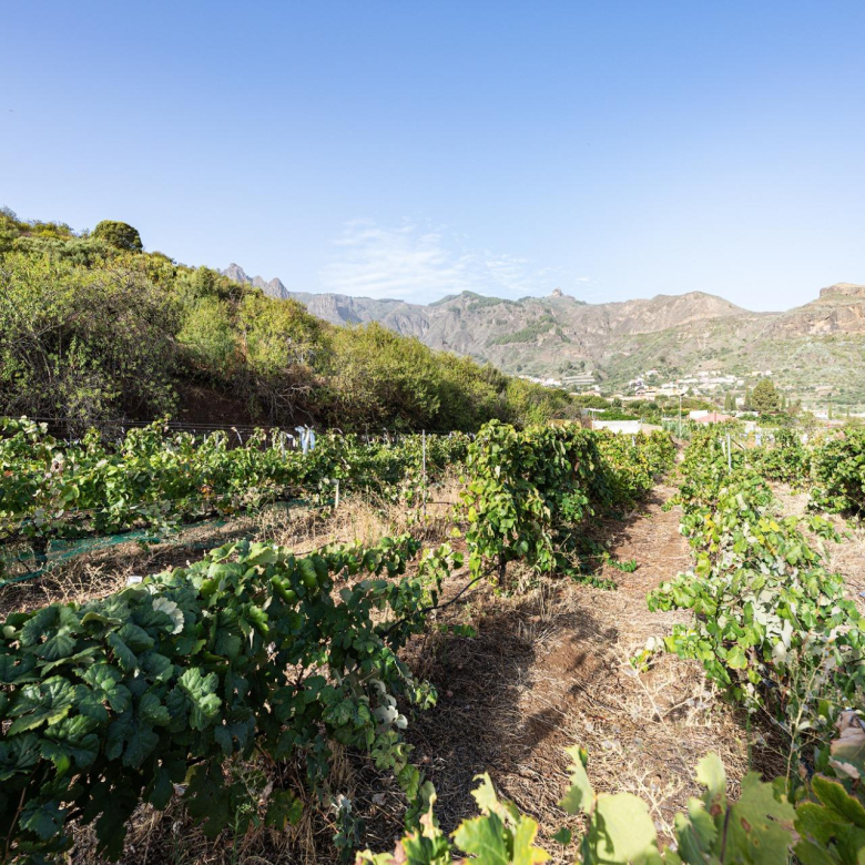 Finca vitivinícola con una parcela de 26.000 m², que cuenta actualmente con dos construcciones y ofrece la posibilidad de ampliar la superficie edificable en hasta 500 m² adicionales.