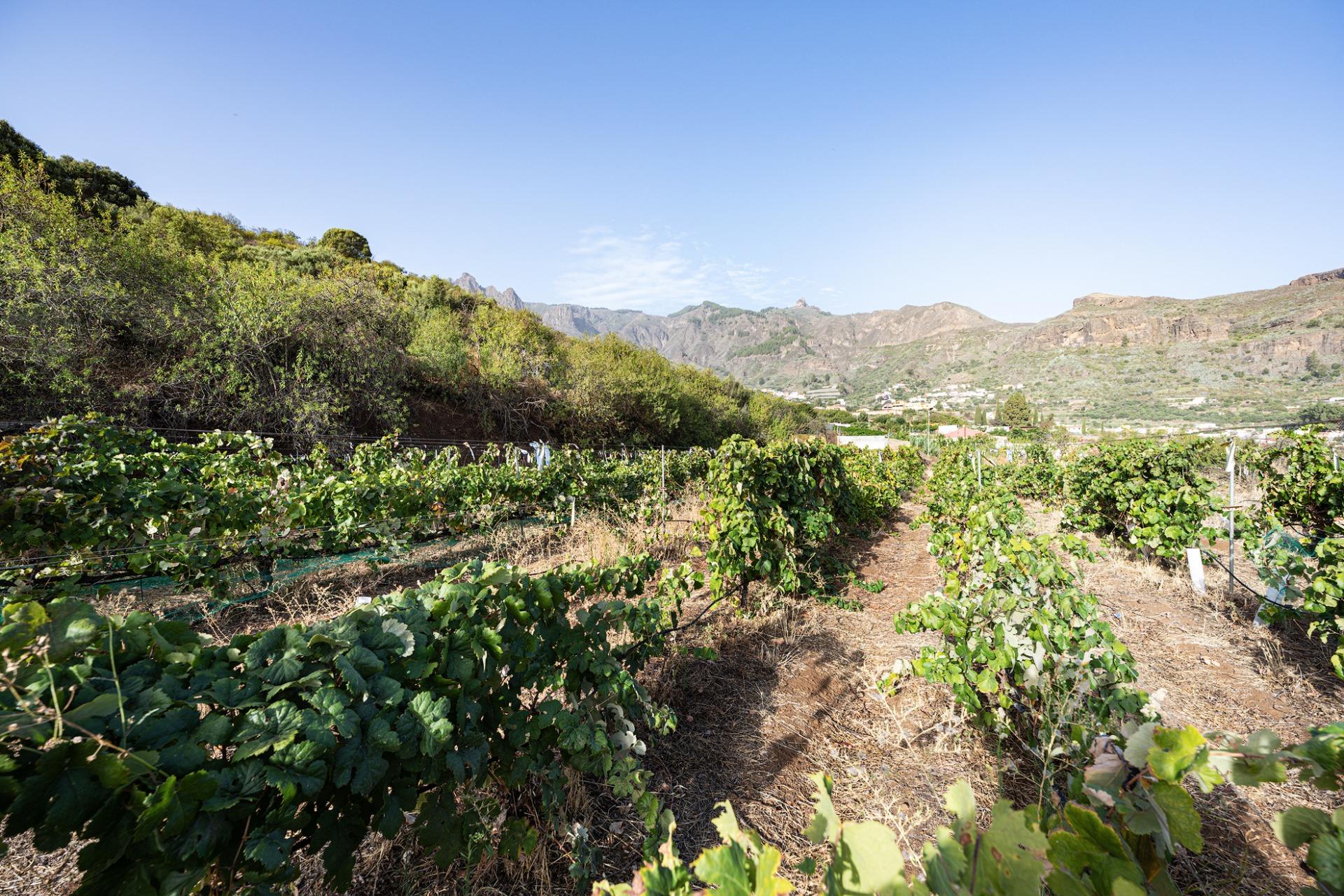 Finca vitivinícola con una parcela de 26.000 m², que cuenta actualmente con dos construcciones y ofrece la posibilidad de ampliar la superficie edificable en hasta 500 m² adicionales.