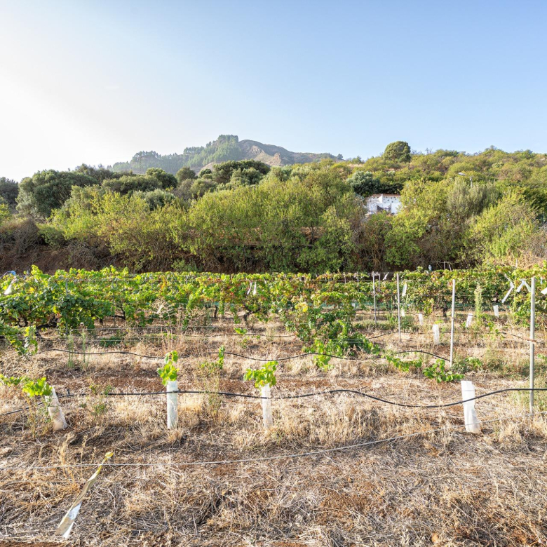 Finca vitivinícola con una parcela de 26.000 m², que cuenta actualmente con dos construcciones y ofrece la posibilidad de ampliar la superficie edificable en hasta 500 m² adicionales.