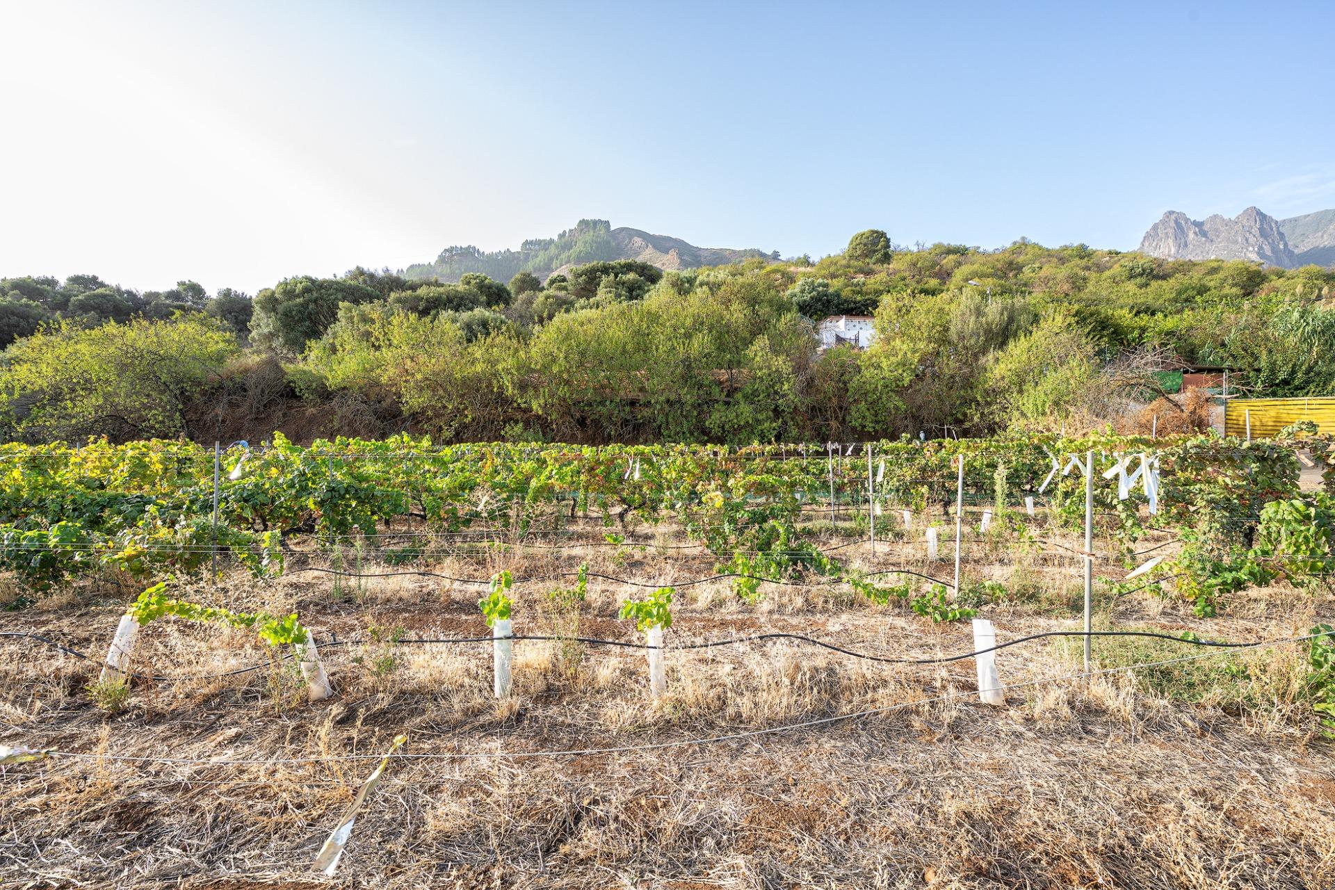 Finca vitivinícola con una parcela de 26.000 m², que cuenta actualmente con dos construcciones y ofrece la posibilidad de ampliar la superficie edificable en hasta 500 m² adicionales.